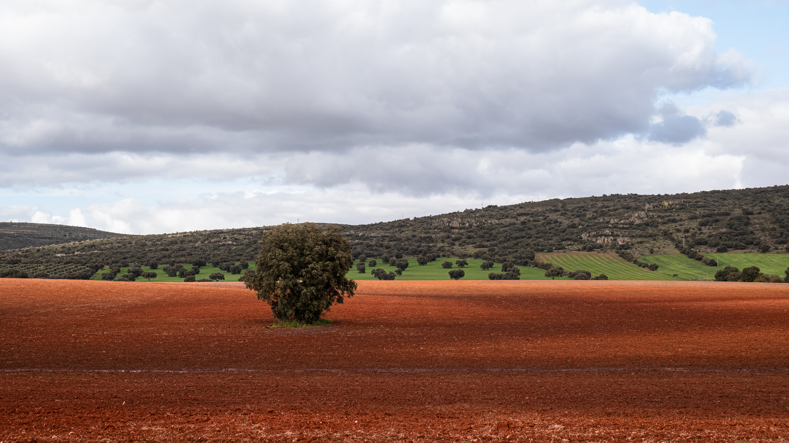 Einsamer Baum im roten Acker – Annäherung an Urda